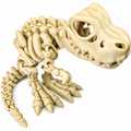 Bone T-Rex Dinosaur