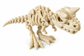Bone Carnotaurus Dinosaur 3D printed articulated skeleton in ivory